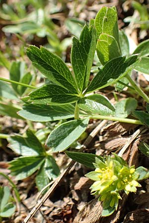 Potentilla supina \ Niedriges Fingerkraut / Carpet Cinquefoil, A Nockberge, Klomnock 10.7.2019