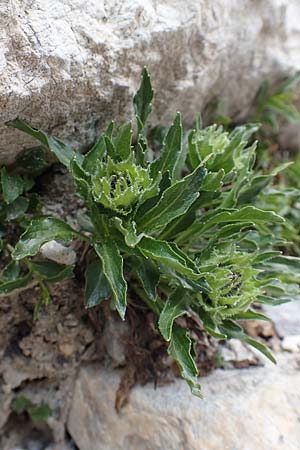 Phyteuma sieberi \ Dolomiten-Teufelskralle, Siebers Teufelskralle / Sieber's Rampion, A Osttirol, Porze 13.7.2019