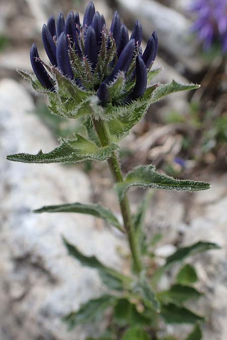 Phyteuma sieberi \ Dolomiten-Teufelskralle, Siebers Teufelskralle / Sieber's Rampion, A Osttirol, Porze 13.7.2019