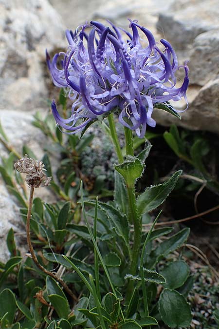 Phyteuma sieberi \ Dolomiten-Teufelskralle, Siebers Teufelskralle / Sieber's Rampion, A Osttirol, Porze 13.7.2019