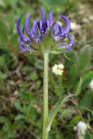 Phyteuma sieberi \ Dolomiten-Teufelskralle, Siebers Teufelskralle / Sieber's Rampion, A Rax 28.6.2020
