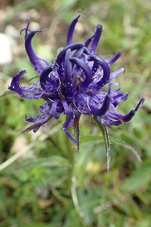 Phyteuma sieberi \ Dolomiten-Teufelskralle, Siebers Teufelskralle / Sieber's Rampion, A Rax 28.6.2020