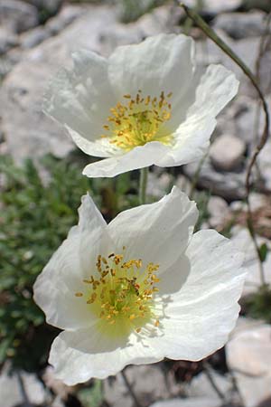 Papaver sendtneri \ Sendtners Alpen-Mohn / Salzburg Alpine Poppy, A Dachstein, Auretskar 7.7.2020