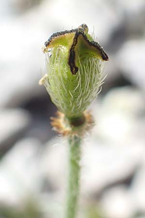 Papaver sendtneri \ Sendtners Alpen-Mohn / Salzburg Alpine Poppy, A Dachstein, Auretskar 7.7.2020