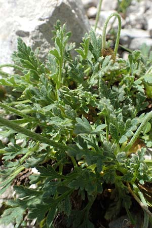 Papaver sendtneri \ Sendtners Alpen-Mohn / Salzburg Alpine Poppy, A Dachstein, Auretskar 7.7.2020