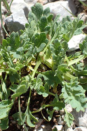 Papaver sendtneri \ Sendtners Alpen-Mohn / Salzburg Alpine Poppy, A Dachstein, Auretskar 7.7.2020