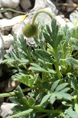 Papaver sendtneri \ Sendtners Alpen-Mohn / Salzburg Alpine Poppy, A Dachstein, Auretskar 7.7.2020