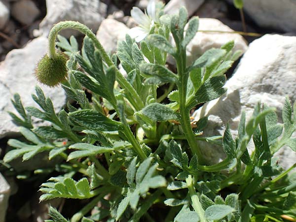 Papaver sendtneri \ Sendtners Alpen-Mohn / Salzburg Alpine Poppy, A Dachstein, Auretskar 7.7.2020