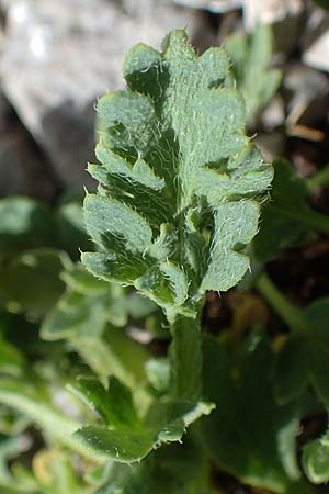 Papaver sendtneri \ Sendtners Alpen-Mohn / Salzburg Alpine Poppy, A Dachstein, Auretskar 7.7.2020