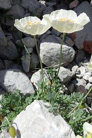 Papaver sendtneri \ Sendtners Alpen-Mohn / Salzburg Alpine Poppy, A Dachstein, Auretskar 7.7.2020