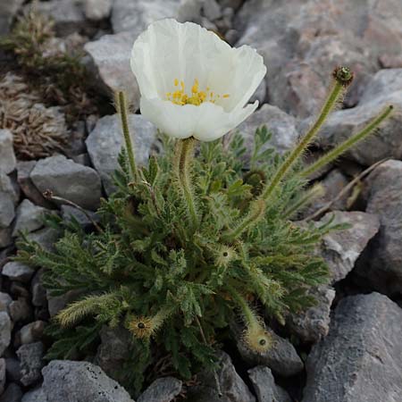 Papaver sendtneri \ Sendtners Alpen-Mohn / Salzburg Alpine Poppy, A Dachstein 10.7.2020