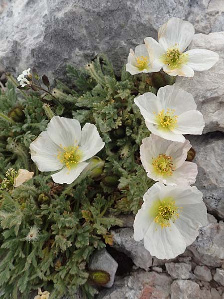 Papaver sendtneri \ Sendtners Alpen-Mohn / Salzburg Alpine Poppy, A Dachstein 10.7.2020