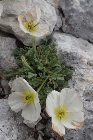 Papaver sendtneri \ Sendtners Alpen-Mohn / Salzburg Alpine Poppy, A Dachstein 10.7.2020
