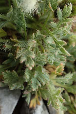 Papaver sendtneri \ Sendtners Alpen-Mohn / Salzburg Alpine Poppy, A Dachstein 10.7.2020