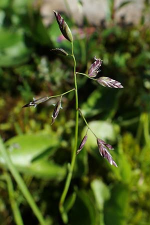 Poa supina \ Niedriges Rispengras, Lger-Rispengras / Supina Blue Grass, A Wölzer Tauern, Kleiner Zinken 24.7.2021