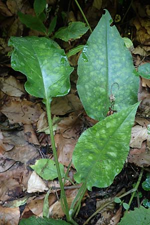Pulmonaria officinalis \ Echtes Lungenkraut / Lungwort, A Deutschlandsberger Klause 30.6.2022