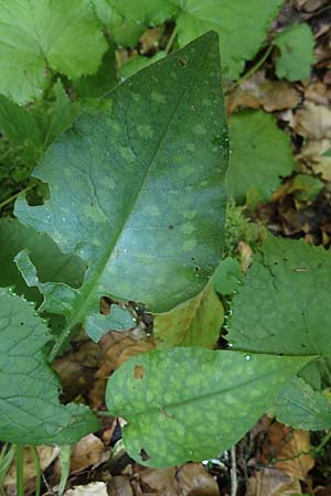 Pulmonaria officinalis \ Echtes Lungenkraut / Lungwort, A Deutschlandsberger Klause 30.6.2022