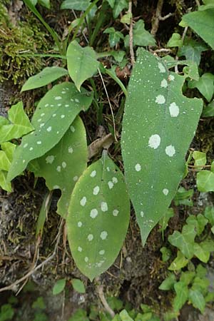Pulmonaria stiriaca \ Steirisches Lungenkraut / Styrian Lungwort, A Deutschlandsberger Klause 30.6.2022