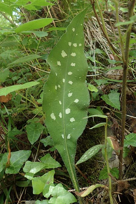 Pulmonaria stiriaca \ Steirisches Lungenkraut / Styrian Lungwort, A Deutschlandsberger Klause 30.6.2022