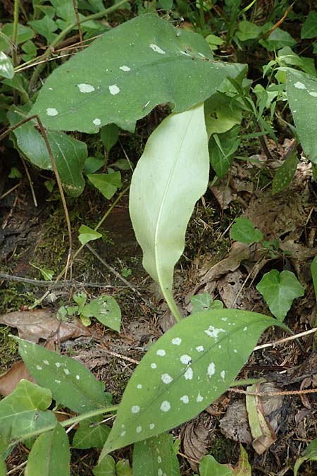 Pulmonaria stiriaca \ Steirisches Lungenkraut / Styrian Lungwort, A Deutschlandsberger Klause 30.6.2022