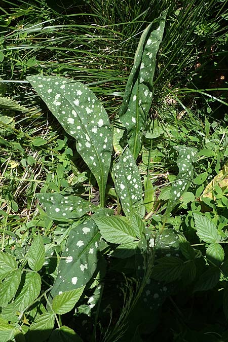 Pulmonaria stiriaca \ Steirisches Lungenkraut / Styrian Lungwort, A Kärnten/Carinthia, Koralpe 3.7.2022