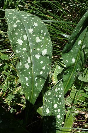 Pulmonaria stiriaca \ Steirisches Lungenkraut / Styrian Lungwort, A Kärnten/Carinthia, Koralpe 3.7.2022