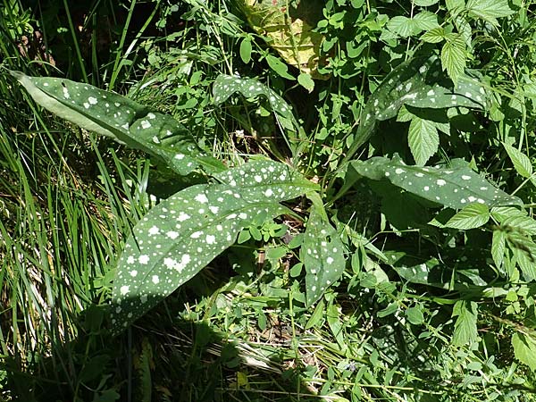 Pulmonaria stiriaca \ Steirisches Lungenkraut / Styrian Lungwort, A Kärnten/Carinthia, Koralpe 3.7.2022