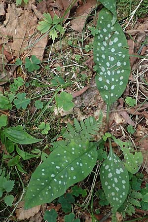 Pulmonaria stiriaca \ Steirisches Lungenkraut / Styrian Lungwort, A Koralpe, Gressenberg 3.7.2022