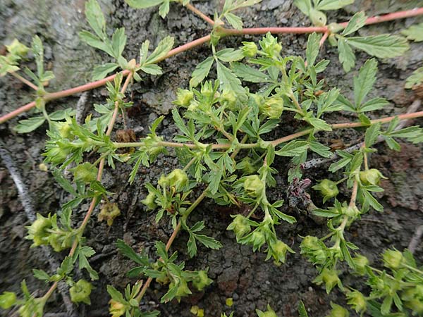 Potentilla supina \ Niedriges Fingerkraut / Carpet Cinquefoil, A Seewinkel, St. Andrä 27.9.2022
