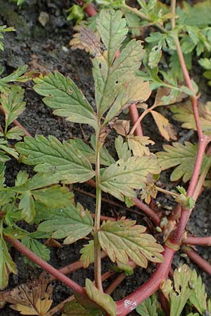 Potentilla supina \ Niedriges Fingerkraut / Carpet Cinquefoil, A Seewinkel, St. Andrä 27.9.2022