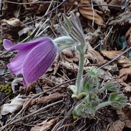 Pulsatilla styriaca \ Steirische Kuhschelle / Styrian Pasque-Flower, A Leoben 8.3.2024