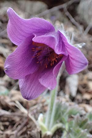 Pulsatilla styriaca \ Steirische Kuhschelle / Styrian Pasque-Flower, A Leoben 8.3.2024