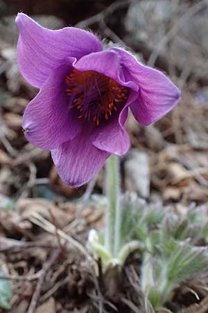 Pulsatilla styriaca \ Steirische Kuhschelle / Styrian Pasque-Flower, A Leoben 8.3.2024