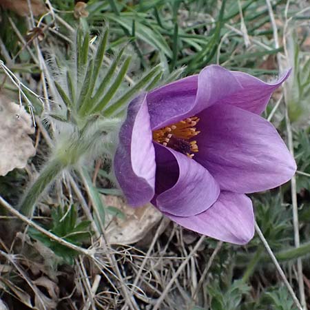Pulsatilla styriaca \ Steirische Kuhschelle / Styrian Pasque-Flower, A Leoben 8.3.2024