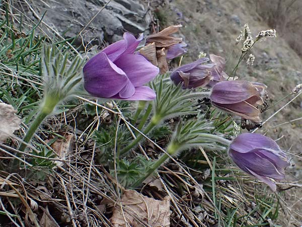 Pulsatilla styriaca \ Steirische Kuhschelle / Styrian Pasque-Flower, A Leoben 8.3.2024