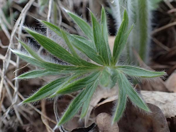 Pulsatilla styriaca \ Steirische Kuhschelle / Styrian Pasque-Flower, A Leoben 8.3.2024