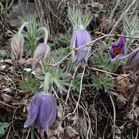 Pulsatilla styriaca \ Steirische Kuhschelle / Styrian Pasque-Flower, A Leoben 8.3.2024