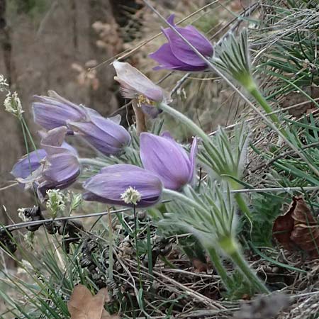 Pulsatilla styriaca \ Steirische Kuhschelle / Styrian Pasque-Flower, A Leoben 8.3.2024
