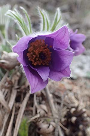 Pulsatilla styriaca \ Steirische Kuhschelle / Styrian Pasque-Flower, A Leoben 8.3.2024