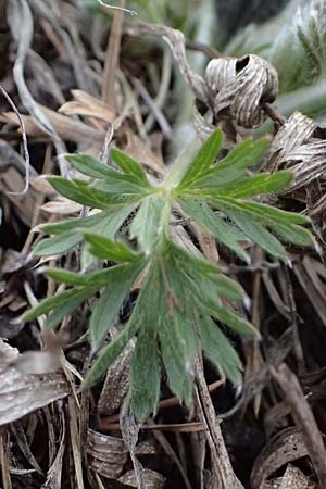Pulsatilla styriaca \ Steirische Kuhschelle / Styrian Pasque-Flower, A Leoben 8.3.2024