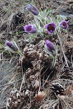 Pulsatilla styriaca \ Steirische Kuhschelle / Styrian Pasque-Flower, A Leoben 8.3.2024
