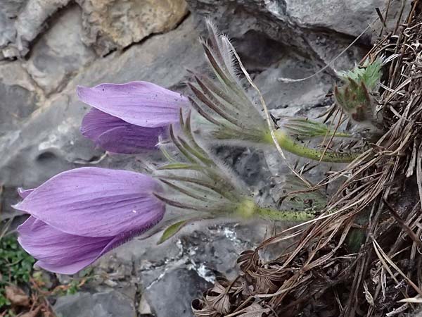 Pulsatilla styriaca \ Steirische Kuhschelle / Styrian Pasque-Flower, A Leoben 8.3.2024