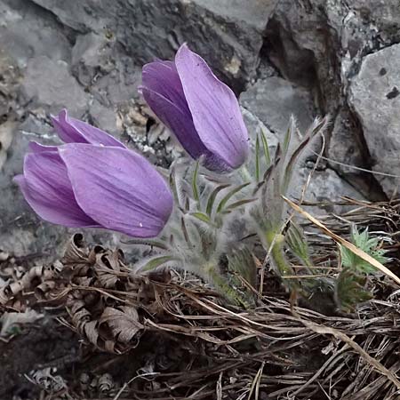 Pulsatilla styriaca \ Steirische Kuhschelle / Styrian Pasque-Flower, A Leoben 8.3.2024