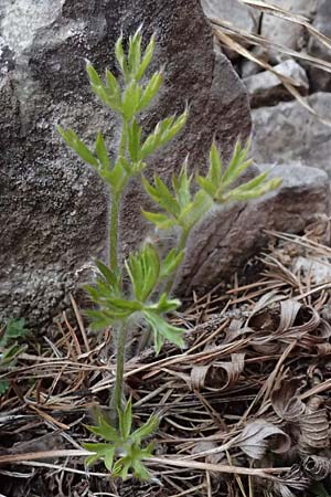 Pulsatilla styriaca \ Steirische Kuhschelle / Styrian Pasque-Flower, A Leoben 8.3.2024