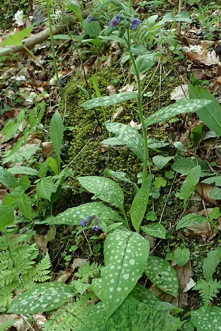 Pulmonaria stiriaca \ Steirisches Lungenkraut / Styrian Lungwort, A Garanas 13.5.2025