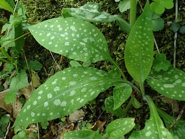 Pulmonaria stiriaca \ Steirisches Lungenkraut / Styrian Lungwort, A Garanas 13.5.2025