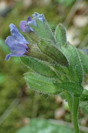 Pulmonaria stiriaca \ Steirisches Lungenkraut / Styrian Lungwort, A Garanas 13.5.2025