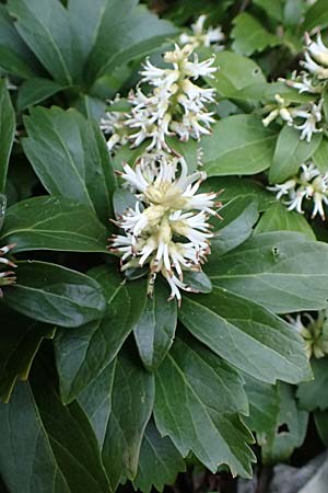 Pachysandra terminalis \ Japanischer Ysander, Dickm&auml;nnchen / Carpet Box, A Wien-Oberlaa 6.3.2024