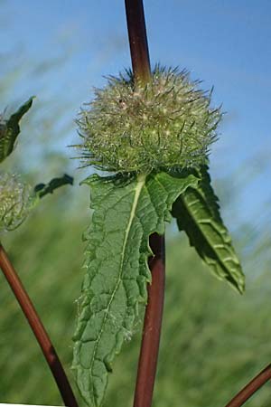 Phlomis tuberosa \ Knollen-Brandkraut / Tuberous Jerusalem Sage, A Wien 11.5.2025