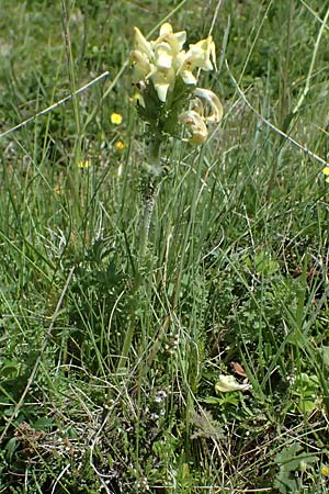 Pedicularis tuberosa \ Knollen-L�usekraut / Long-Beaked Yellow Lousewort, A Krimml 1.7.2025